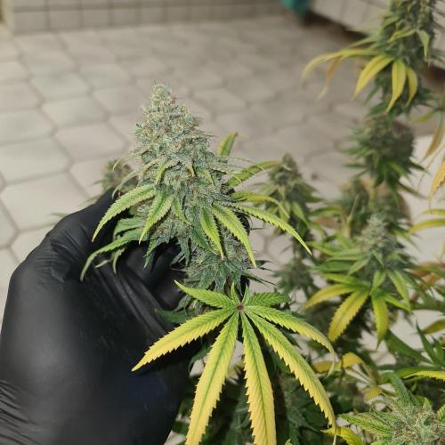 Goodie from Karma. Week 14