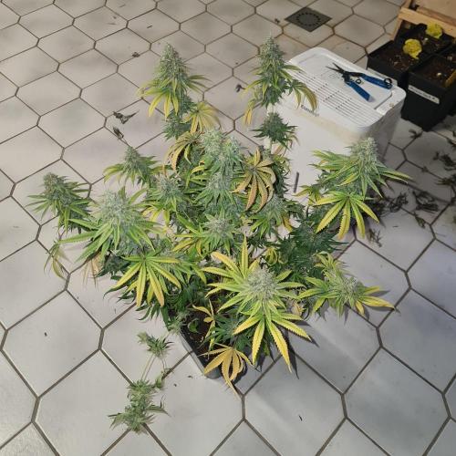 Goodie from Karma. Week 14