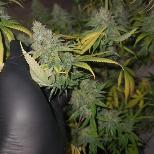 Goodie from Karma. Week 14