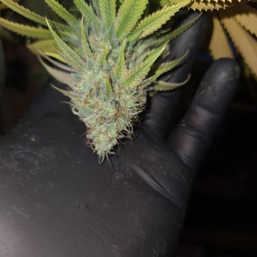 Goodie from Karma. Week 14