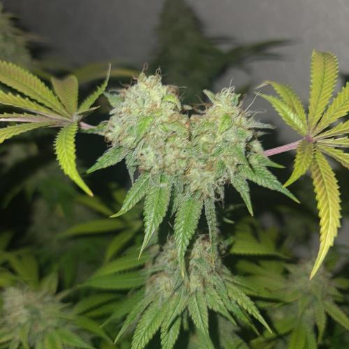 Zowahh Fresca LTD. Week 14