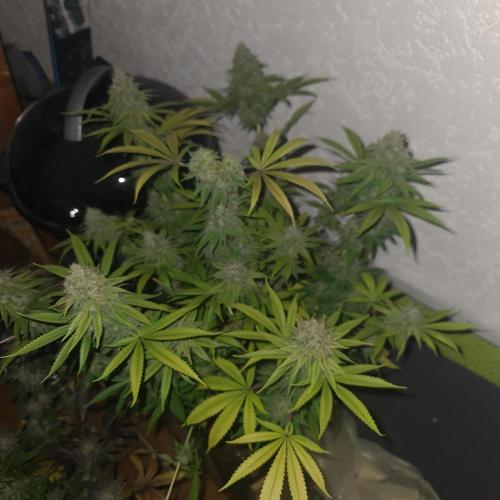 Goodie from Karma. Week 14