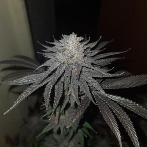 Trichome Jungle - Rainbow Cherry f2. Week 13