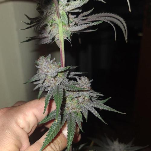 Trichome Jungle - Rainbow Cherry f2. Week 13