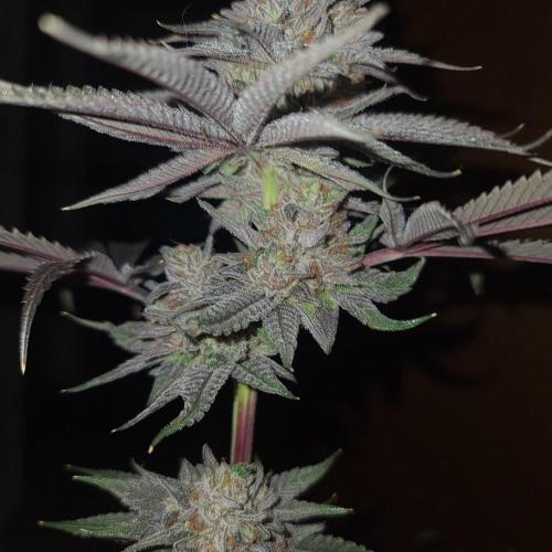 Trichome Jungle - Rainbow Cherry f2. Week 13