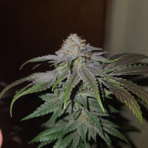 Trichome Jungle - Rainbow Cherry f2. Week 13