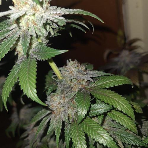 Trichome Jungle - Rainbow Cherry f2. Week 13