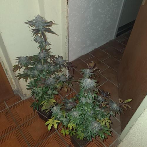 Trichome Jungle - Rainbow Cherry f2. Week 13
