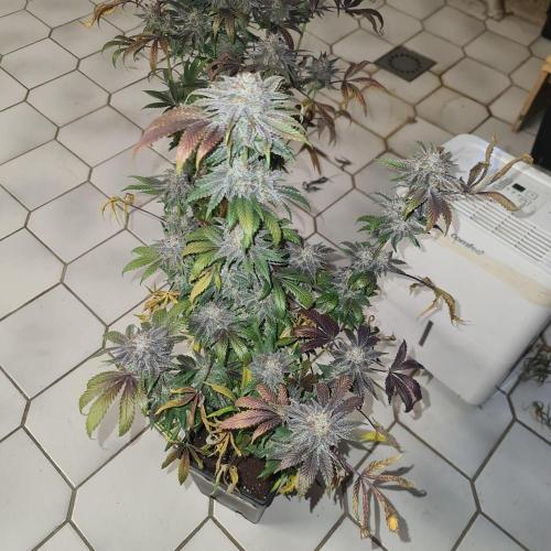 Trichome Jungle - Rainbow Cherry f2. Week 13
