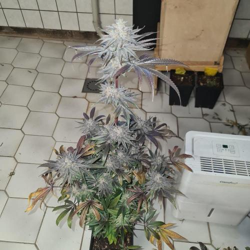 Trichome Jungle - Rainbow Cherry f2. Week 13