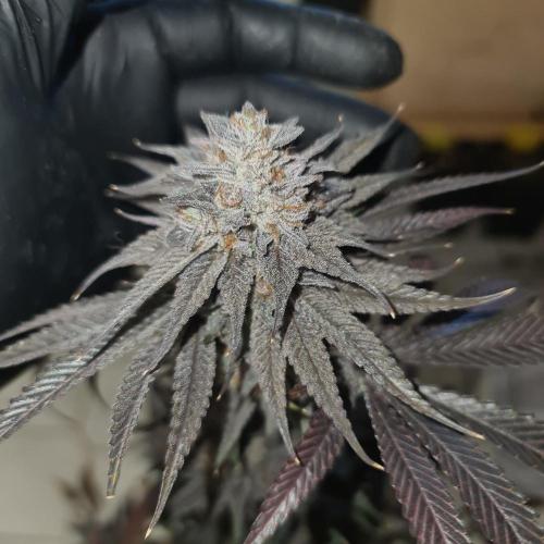 Trichome Jungle - Rainbow Cherry f2. Week 13