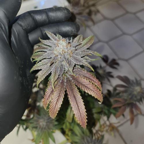 Trichome Jungle - Rainbow Cherry f2. Week 13