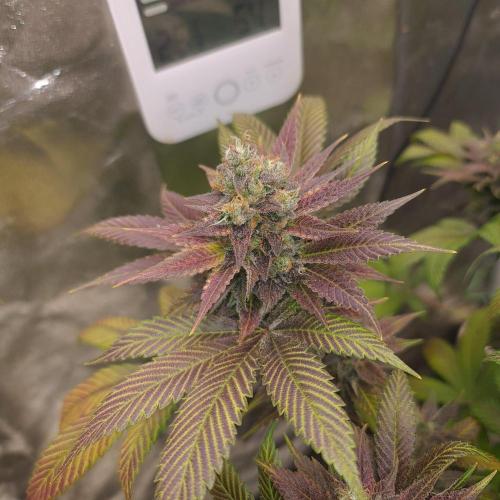 Banana Haze. Week 14