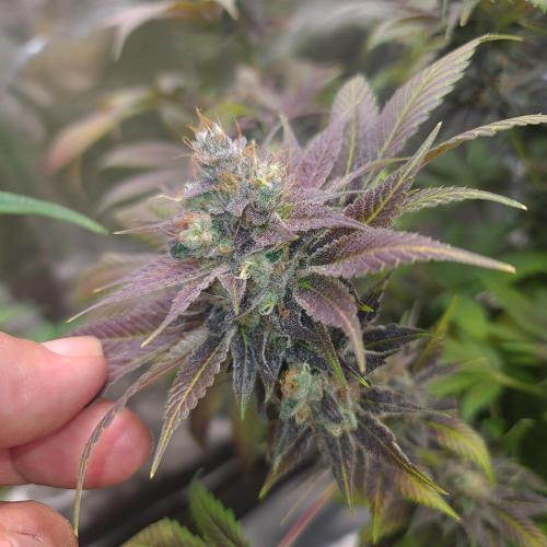 Banana Haze. Week 14