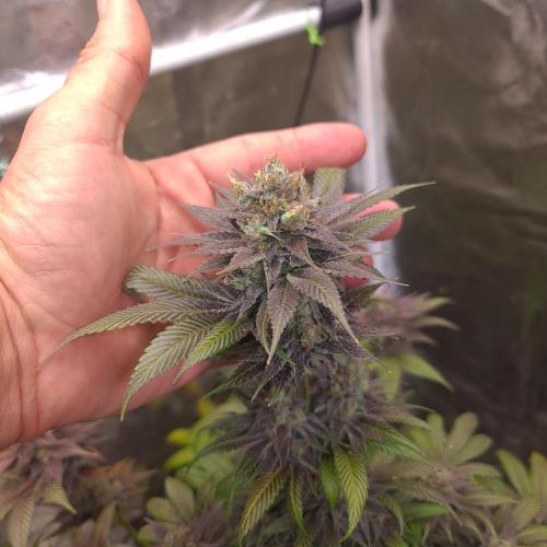 Banana Haze. Week 14