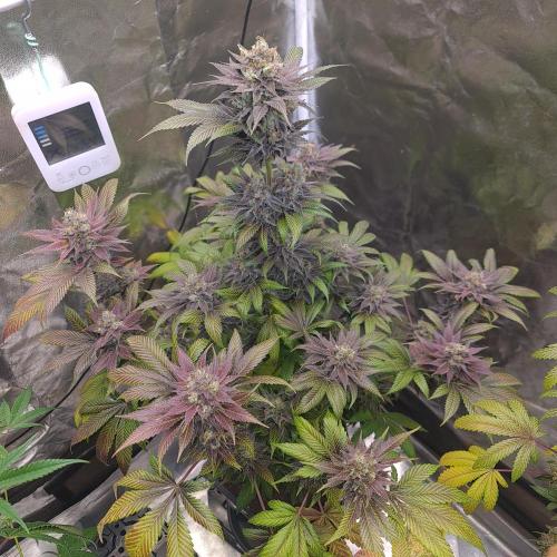 Banana Haze. Week 14
