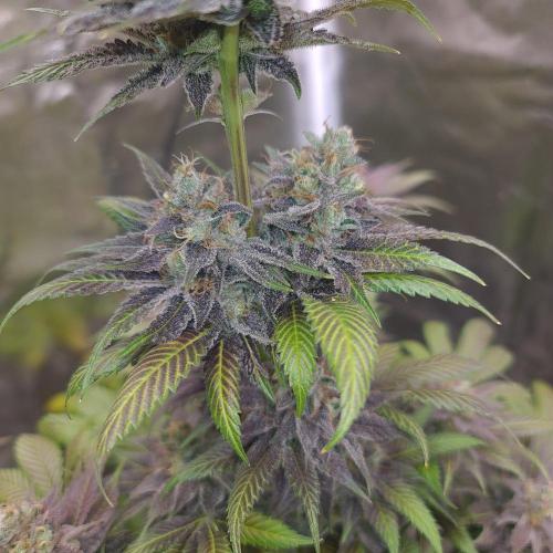 Banana Haze. Week 14
