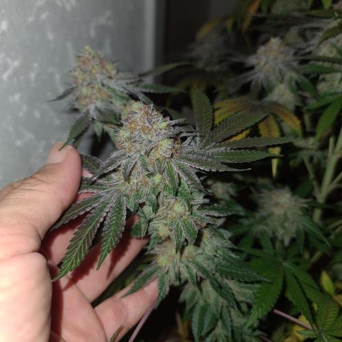 KingCherry#4*Zowahh f2. Week 14