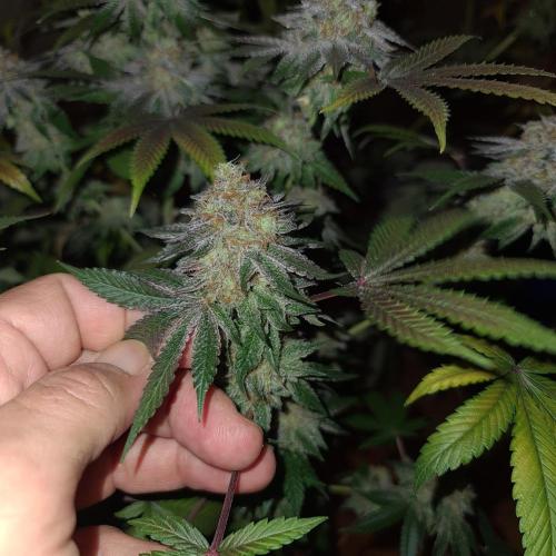 KingCherry#4*Zowahh f2. Week 14