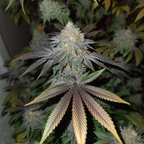 KingCherry#4*Zowahh f2. Week 14