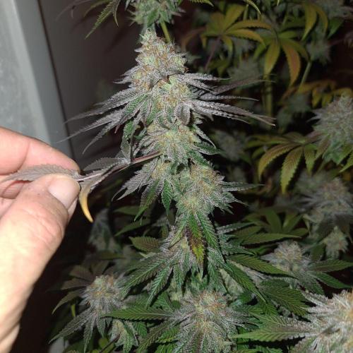 KingCherry#4*Zowahh f2. Week 14