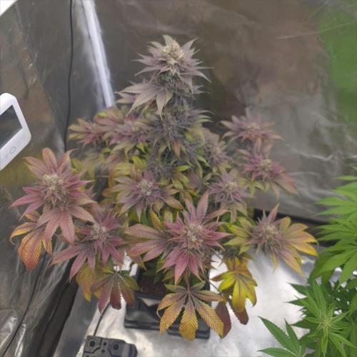 Banana Haze. Week 15