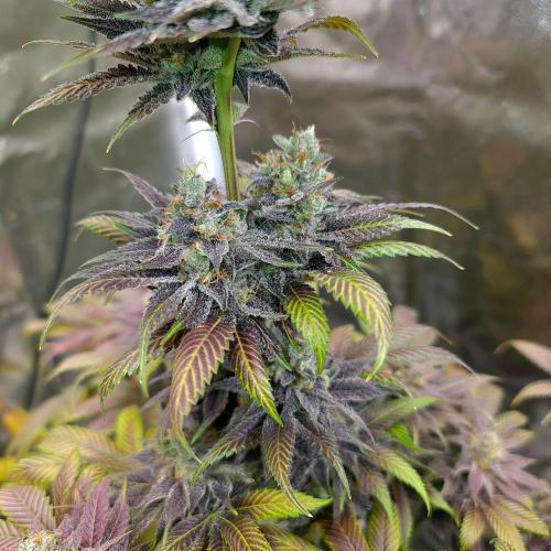 Banana Haze. Week 15