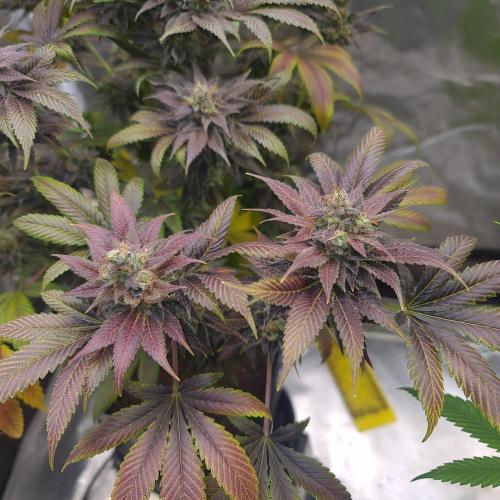 Banana Haze. Week 15
