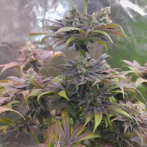 Banana Haze. Week 15