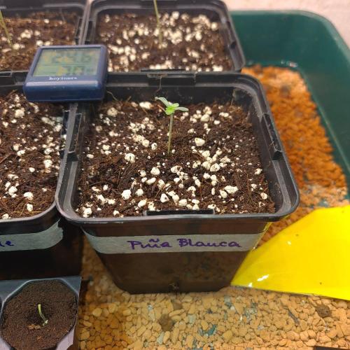 Emerald Triangle - Higher Heights. Week 1