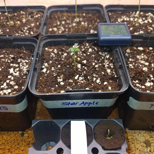 Emerald Triangle - Higher Heights. Week 1