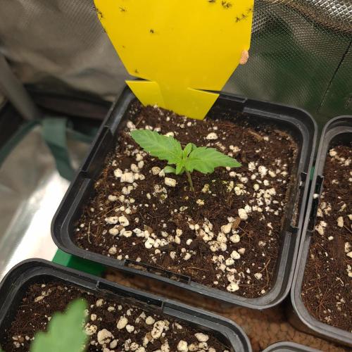 Emerald Triangle - Higher Heights. Week 2 - Jah-Works