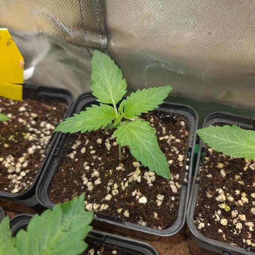 Emerald Triangle - Higher Heights. Week 2 - Star Apple