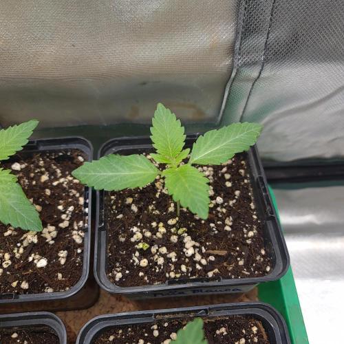 Emerald Triangle - Higher Heights. Week 2 - Piña Blanca