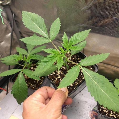 Emerald Triangle - Higher Heights. Week 3