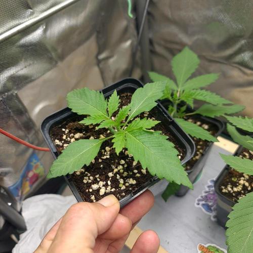 Emerald Triangle - Higher Heights. Week 3