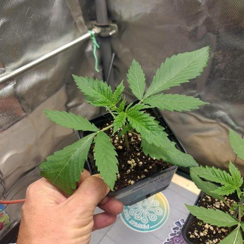 Emerald Triangle - Higher Heights. Week 3