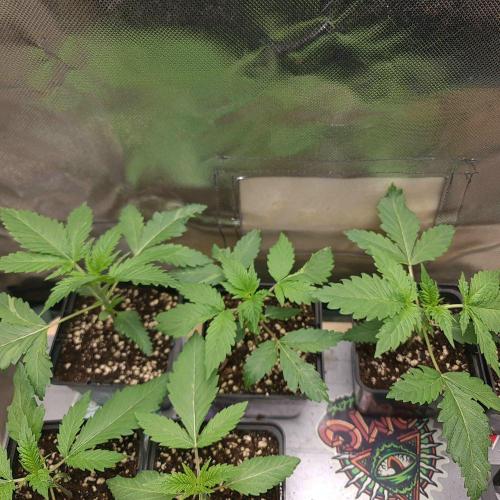 Emerald Triangle - Higher Heights. Week 3