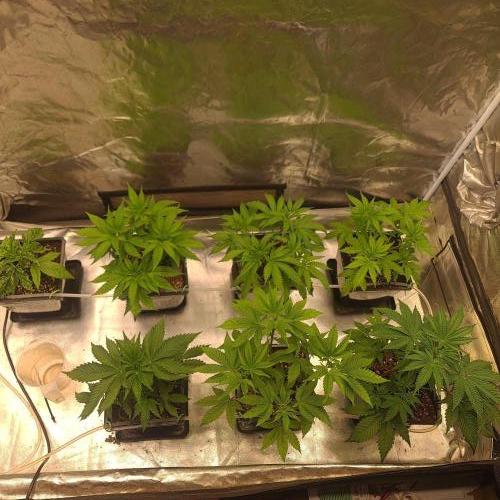 Emerald Triangle - Higher Heights. Week 6