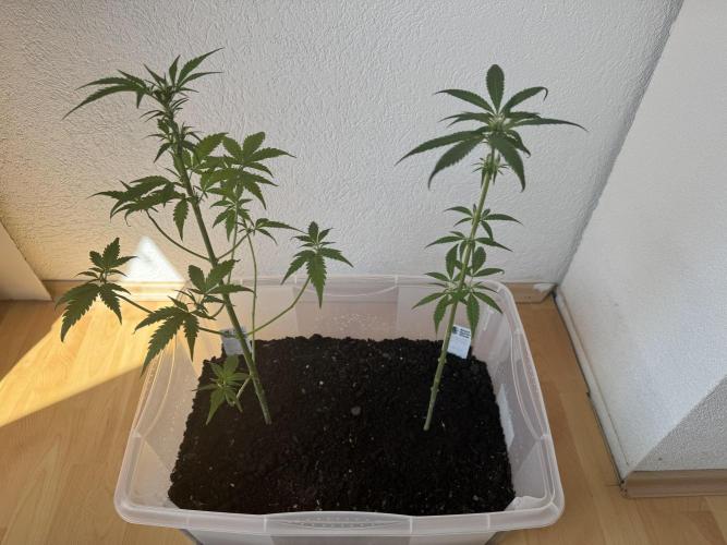 Auto Candy. Week 7