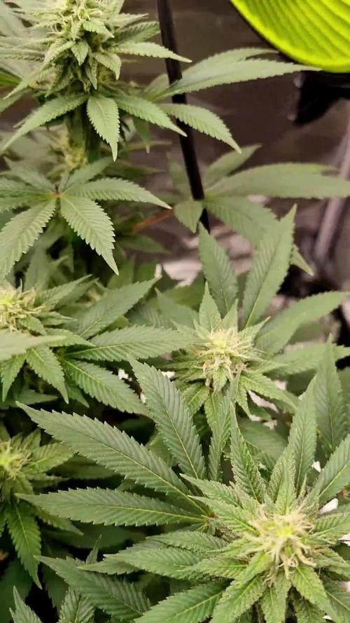 Multi-Grow (rqs: FrSp, PoFl/ zam: RaBe) Photos