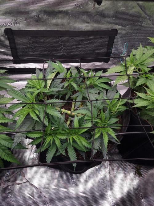 Living soil MultiGrow 3. Runde. Week 6 - Tag43 AMG