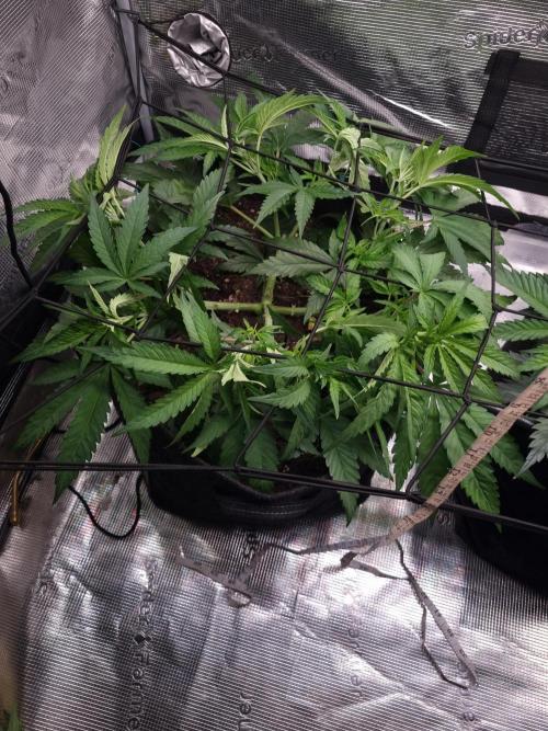 Living soil MultiGrow 3. Runde. Week 6 - Tag43 GM