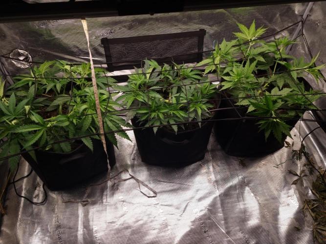 Living soil MultiGrow 3. Runde. Week 6 - Tag43 Grp.