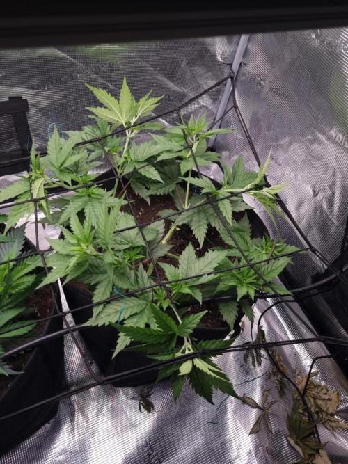 Living soil MultiGrow 3. Runde. Week 6 - Tag43 SS