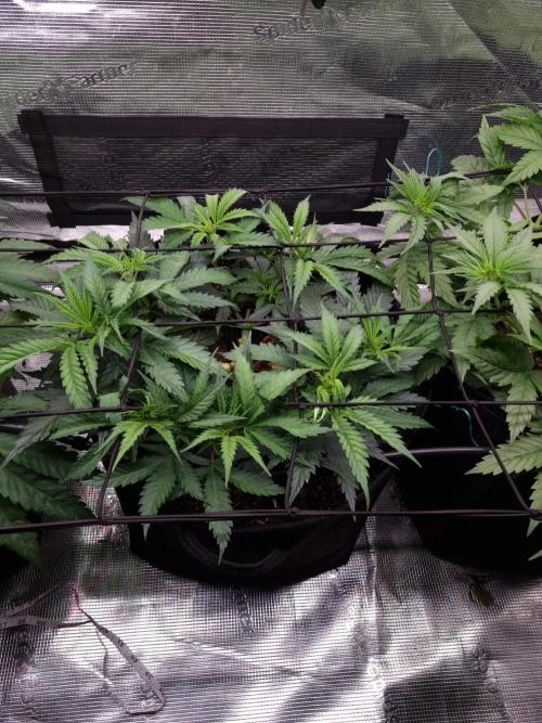 Living soil MultiGrow 3. Runde. Week 6 - Tag45 AMG 