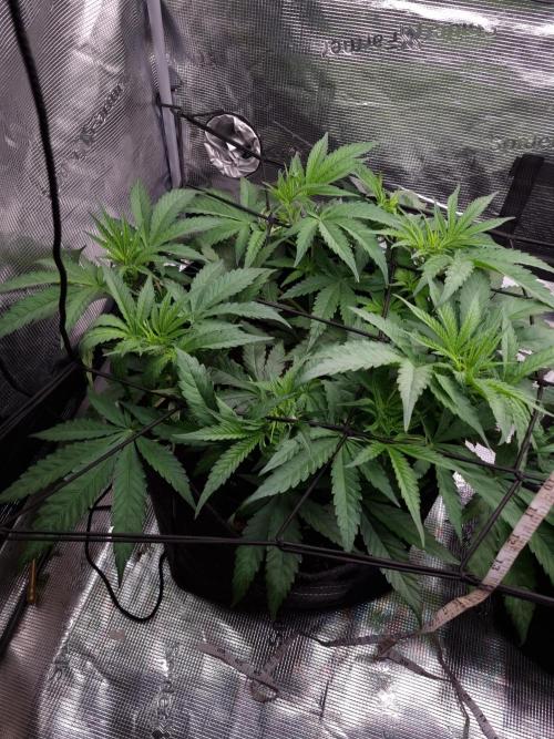 Living soil MultiGrow 3. Runde. Week 6 - Tag45 GM