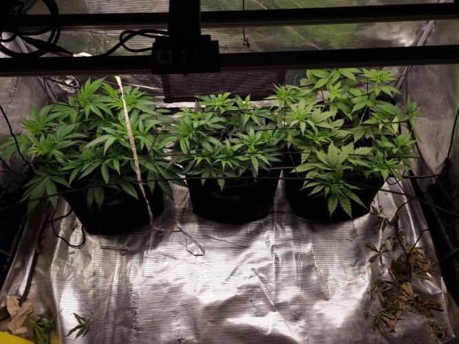 Living soil MultiGrow 3. Runde. Week 6 - Tag45 Grp.