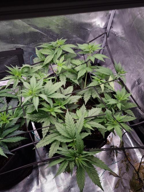 Living soil MultiGrow 3. Runde. Week 6 - Tag45 SS