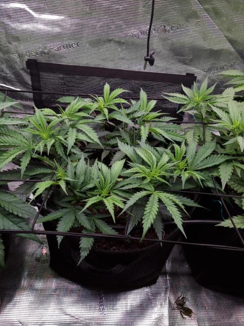 Living soil MultiGrow 3. Runde. Week 6 - Tag46 AMG